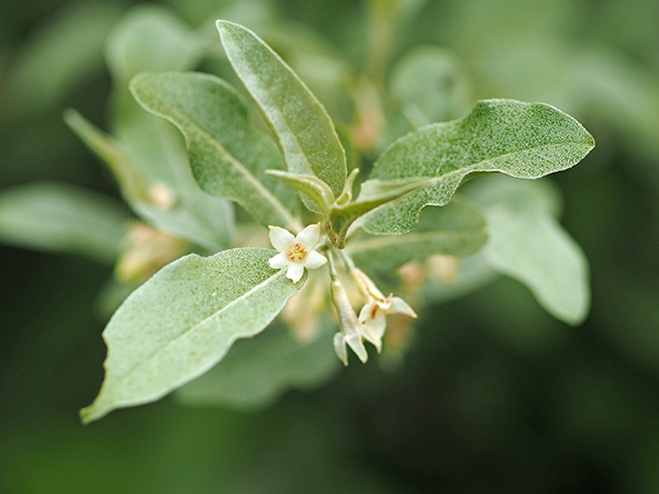 アキグミ アキグミ