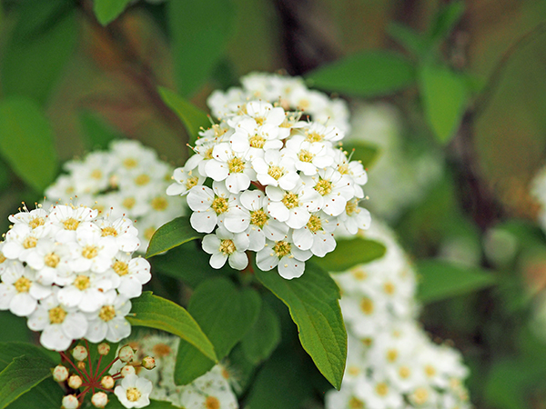 コデマリ コデマリ