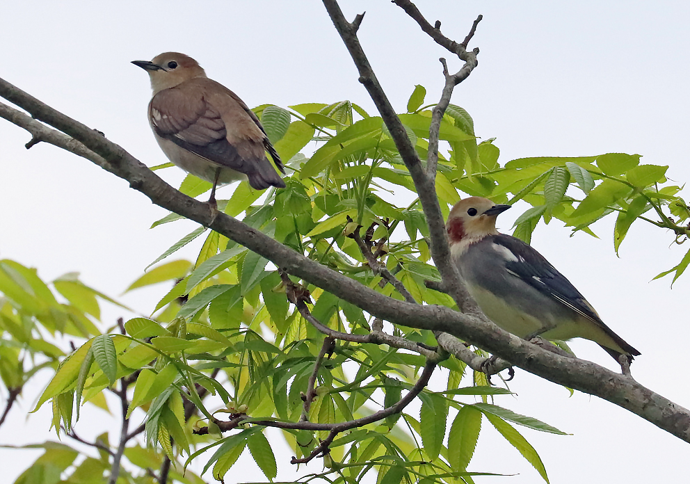 コムクドリ コムクドリ