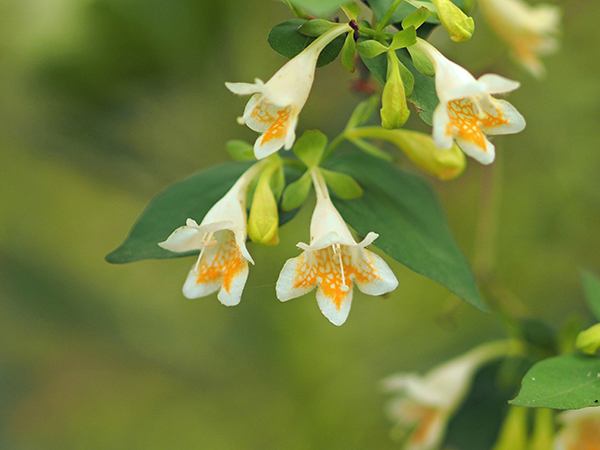 コツクバネウツギ コツクバネウツギ