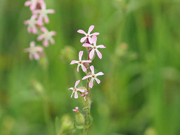 マンテマ マンテマ