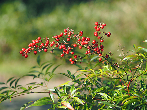 ナンテン ナンテン