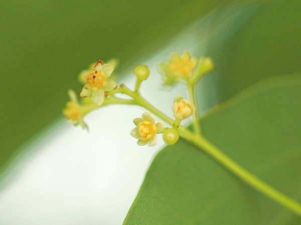 クスノキ クスノキ