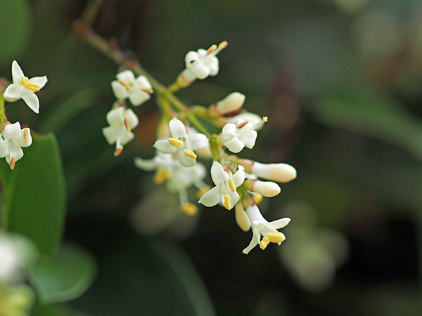 ネズミモチ ネズミモチ