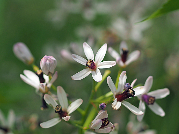 センダン センダン