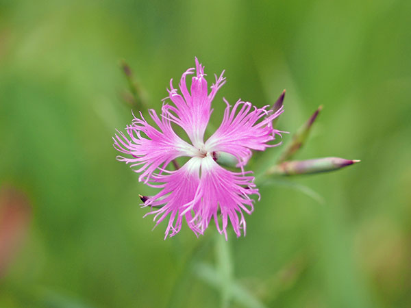 カワラナデシコ カワラナデシコ