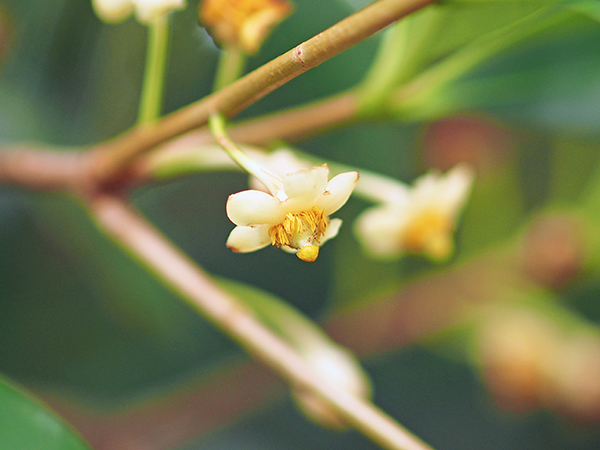 モッコク モッコク