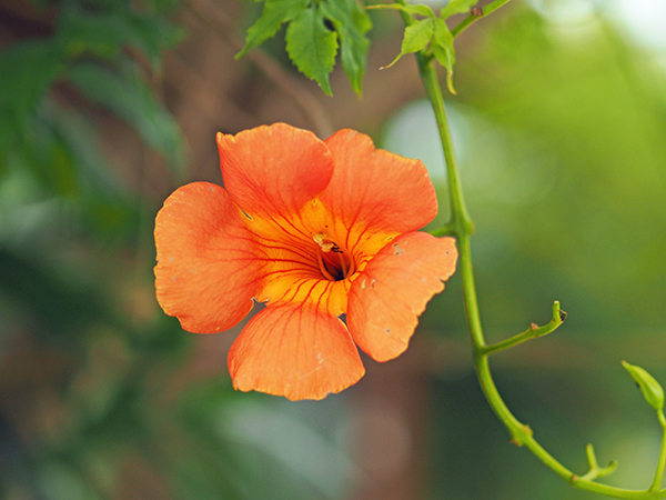 ノウゼンカズラ ノウゼンカズラ