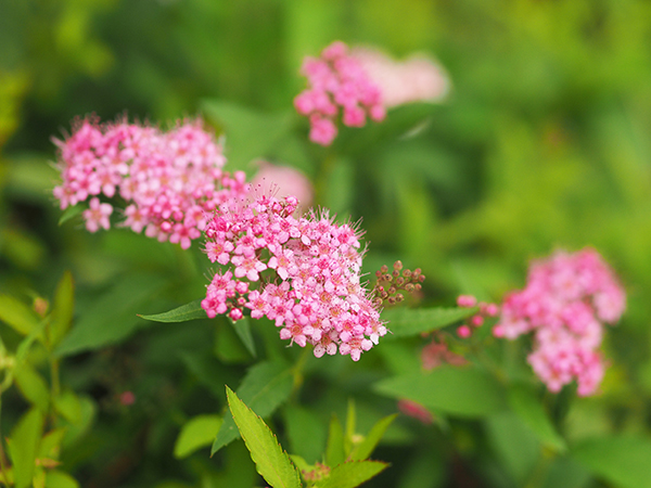 シモツケ シモツケ