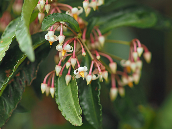 マンリョウ マンリョウ