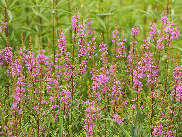 ミソハギ ミソハギ