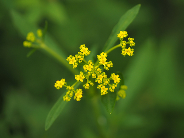 オミナエシ オミナエシ