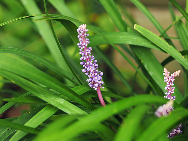 ヤブラン ヤブラン