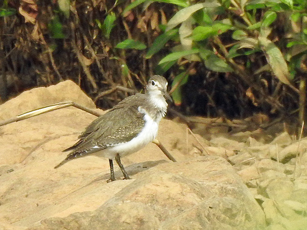 イソシギ イソシギ