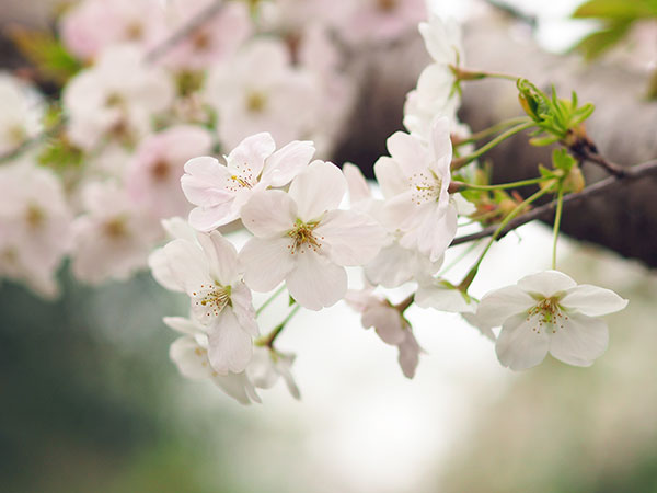 オオシマザクラ オオシマザクラ