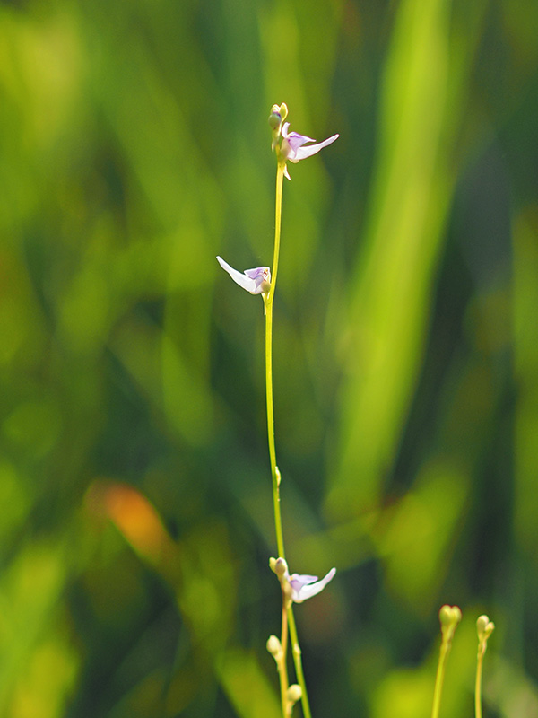ホザキノミミカキグサ ホザキノミミカキグサ