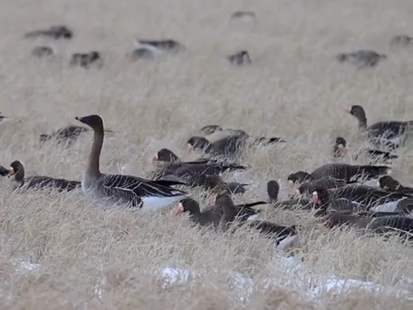 マガン&ちょこっとヒシクイ マガン&ちょこっとヒシクイ