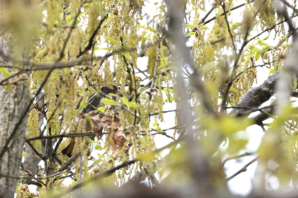 コムクドリ コムクドリ