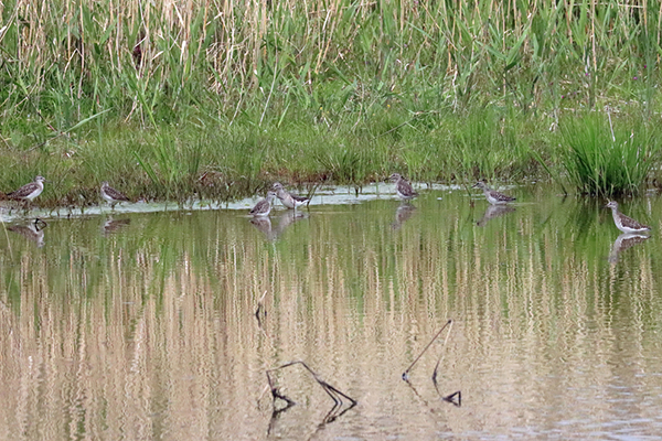 ハシビロガモ ハシビロガモ