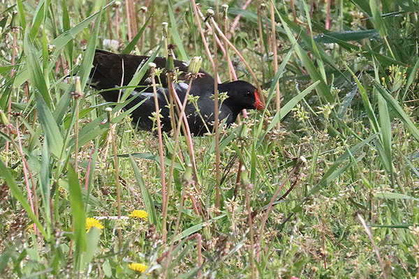 カラタチの花を訪れる昆虫たち カラタチの花を訪れる昆虫たち