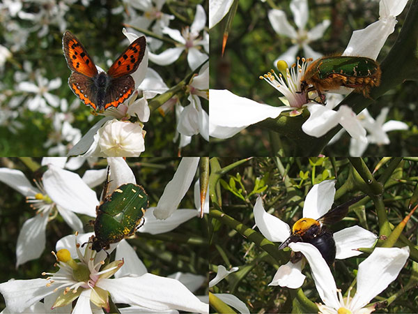 カラタチの花を訪れる昆虫たち カラタチの花を訪れる昆虫たち