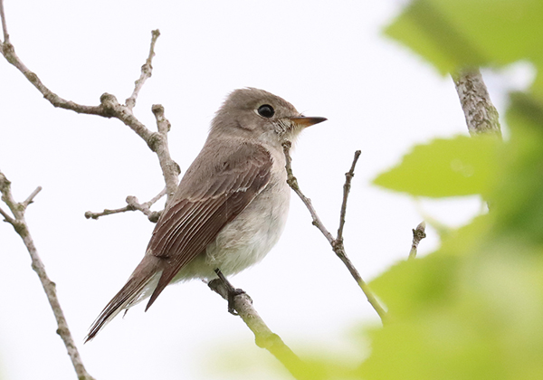 コサメビタキ コサメビタキ