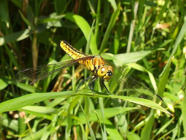 ハラビロトンボ ハラビロトンボ