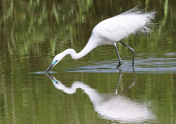 ダイサギ ダイサギ