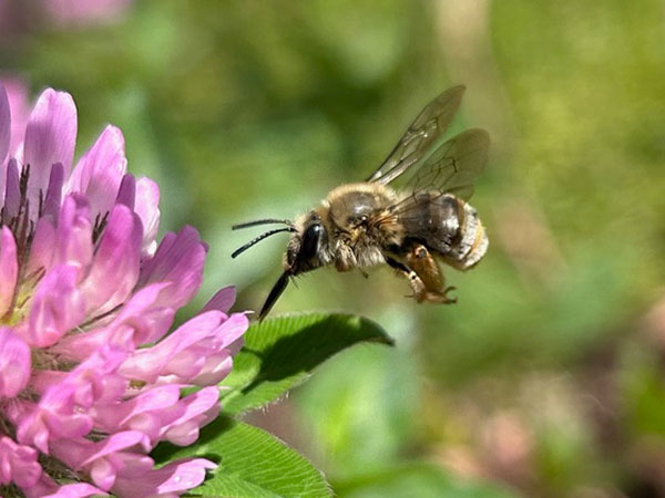 ニッポンヒゲナガハナバチ(メス) ニッポンヒゲナガハナバチ(メス)
