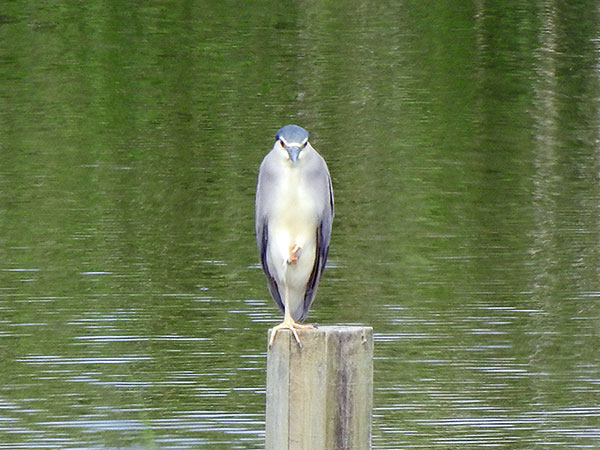 ゴイサギ ゴイサギ