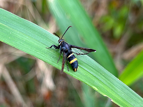 ヒメアトスカシバ ヒメアトスカシバ