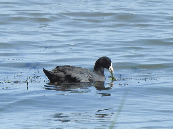 オオバン オオバン