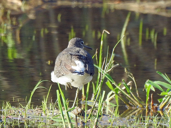 クサシギ クサシギ