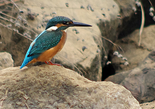 カワセミ カワセミ