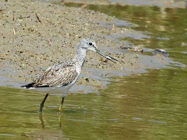 アオアシシギ アオアシシギ