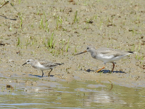 トウネンとソリハシシギ トウネンとソリハシシギ