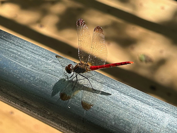 リスアカネ リスアカネ