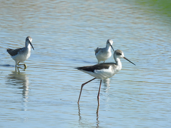 セイタカシギとアオアシシギ セイタカシギとアオアシシギ