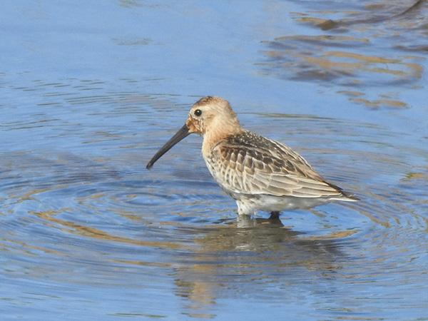ハマシギ ハマシギ