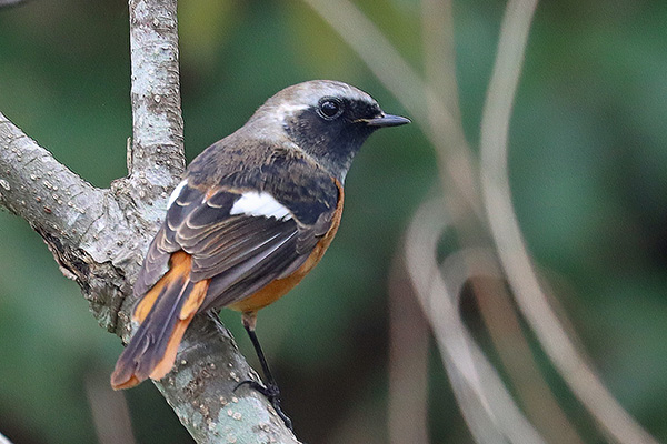 ジョウビタキ ジョウビタキ