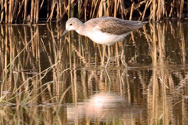 アオアシシギ アオアシシギ