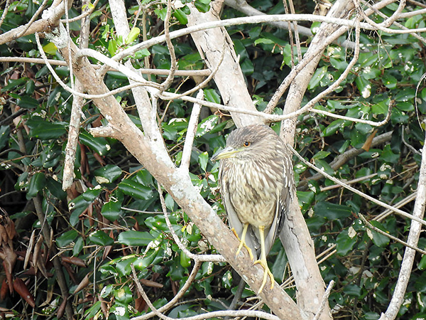 ゴイサギ ゴイサギ