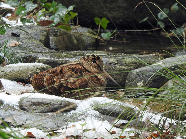 ヤマシギ ヤマシギ