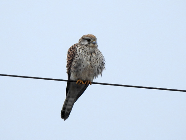 チョウゲンボウ チョウゲンボウ
