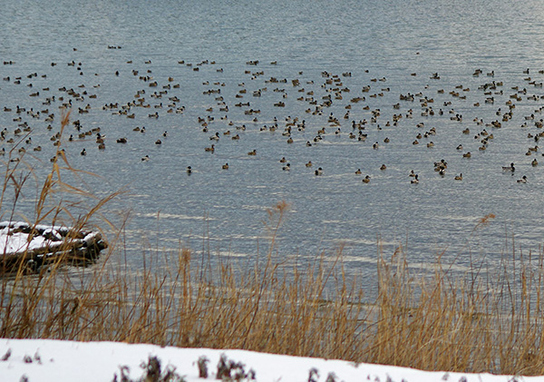 カモの群れ カモの群れ