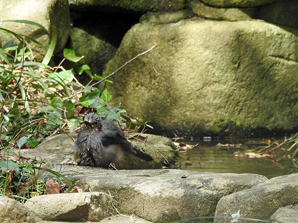 ヒヨドリ ヒヨドリ