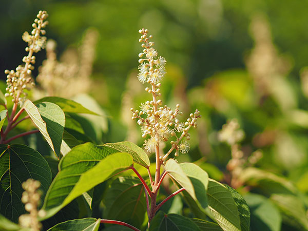 アカメガシワの花 アカメガシワの花