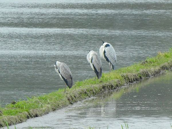 アオサギ アオサギ