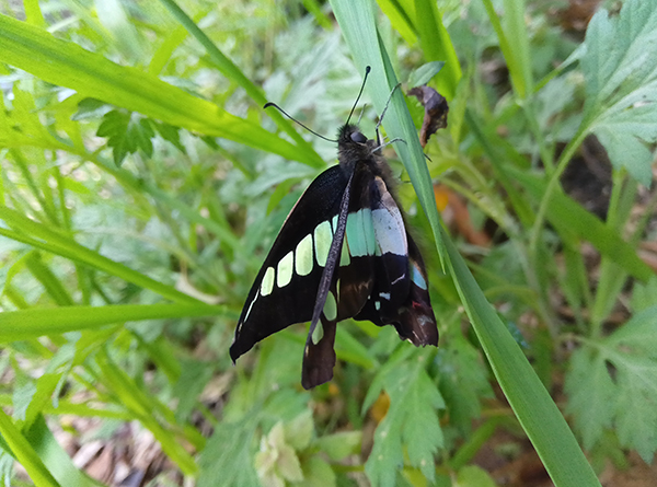 �A�I�X�W�A�Q�n