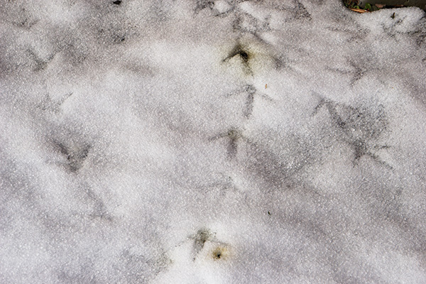 雪上の足跡 雪上の足跡